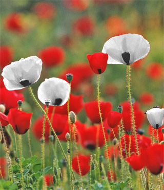 poppies